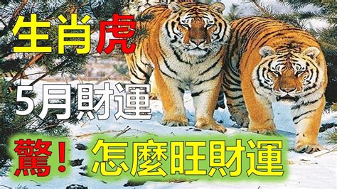 屬虎2023下半年運勢|2023下半年生肖運勢：屬鼠桃花旺、屬狗運勢吉利、。